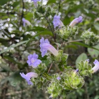 Strobilanthes sexennis var. cordata J.R.I.Wood